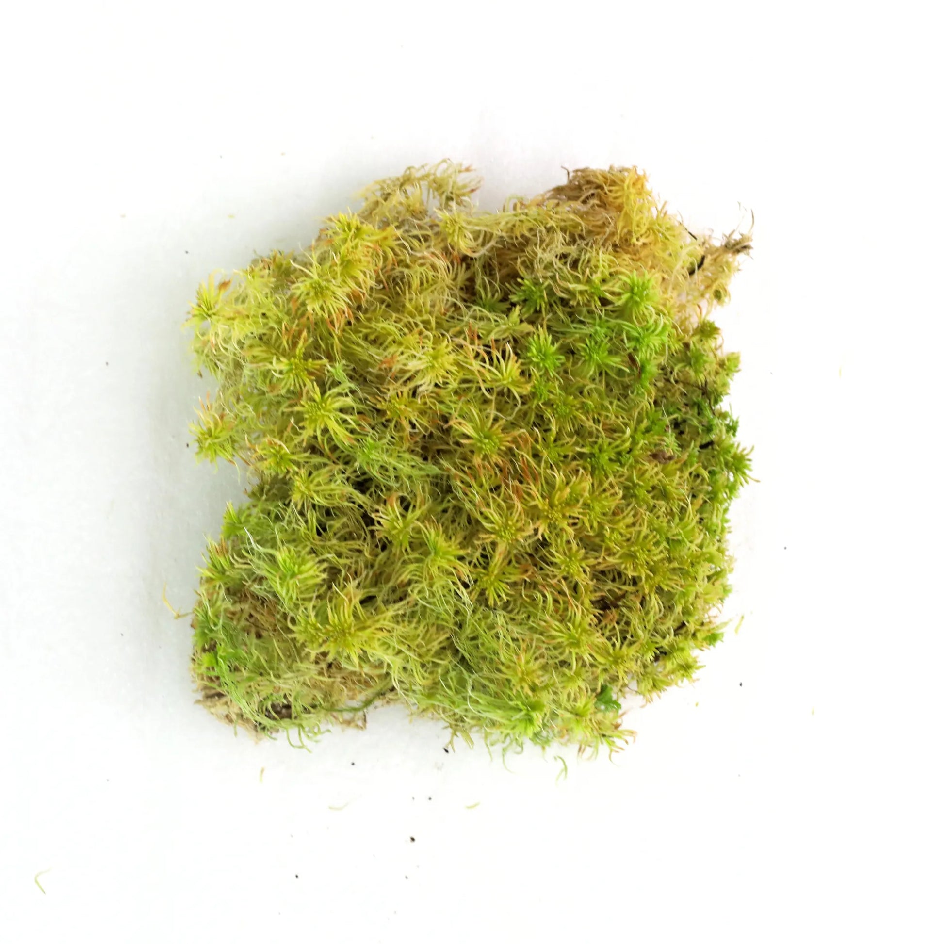 Natural Canadian Sphagnum Moss - Revita-Moss Mossify product_type art-noise.myshopify.com natural-canadian-sphagnum-moss-revita-moss Natural Canadian Sphagnum Moss - Revita-Moss Mossify  art-noise.myshopify.com natural-canadian-sphagnum-moss-revita-moss