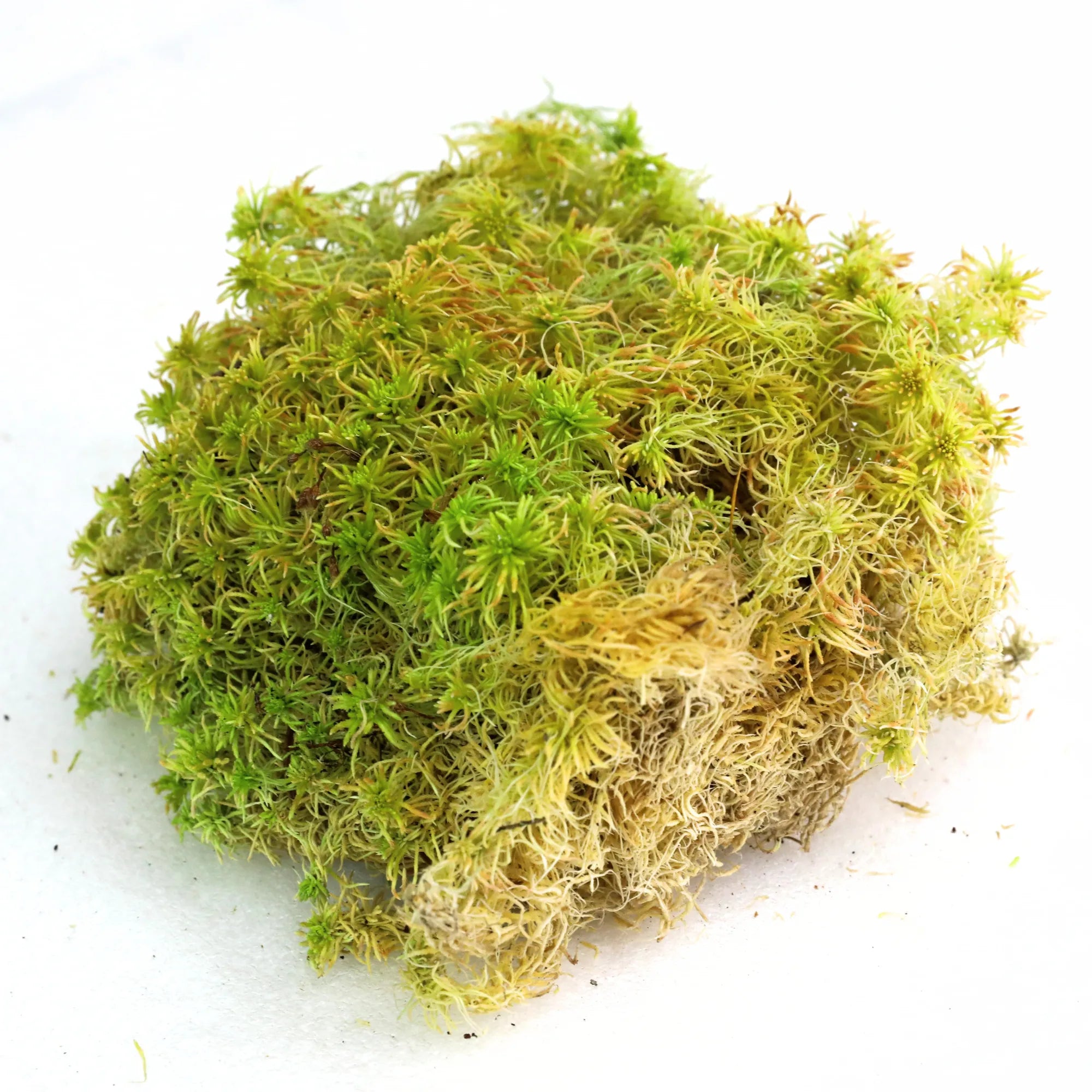 Natural Canadian Sphagnum Moss - Revita-Moss Mossify product_type art-noise.myshopify.com natural-canadian-sphagnum-moss-revita-moss Natural Canadian Sphagnum Moss - Revita-Moss Mossify  art-noise.myshopify.com natural-canadian-sphagnum-moss-revita-moss