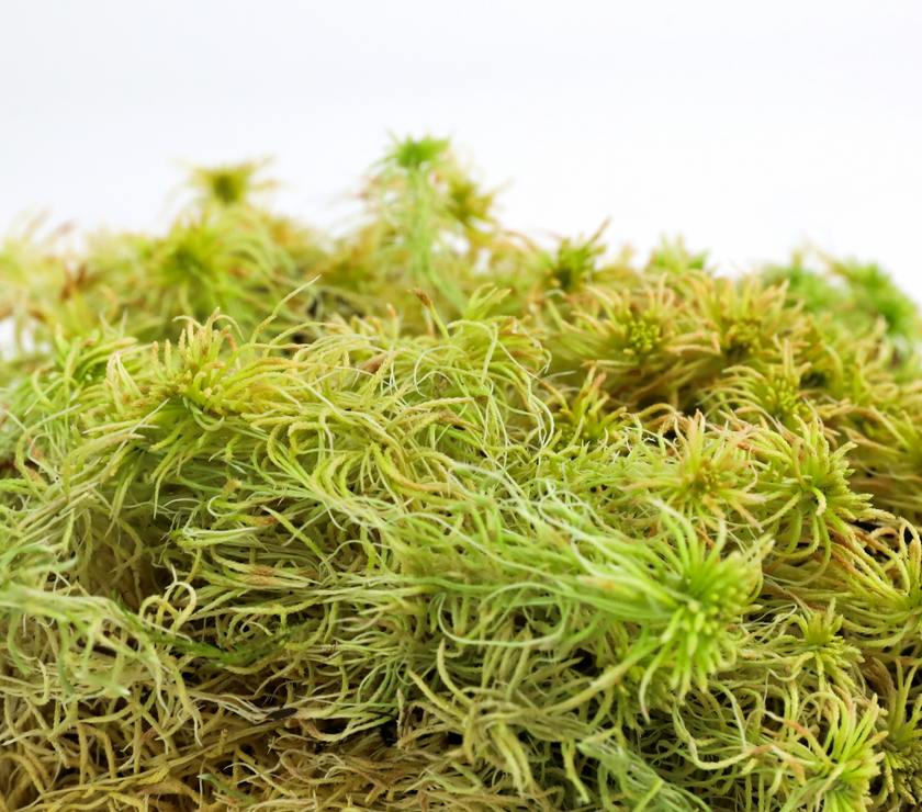 Natural Canadian Sphagnum Moss - Revita-Moss