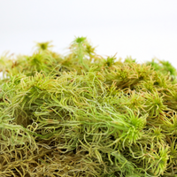 Natural Canadian Sphagnum Moss - Revita-Moss