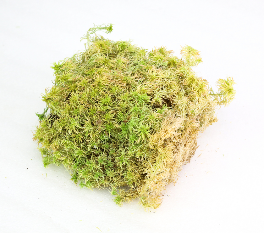 Natural Canadian Sphagnum Moss - Revita-Moss
