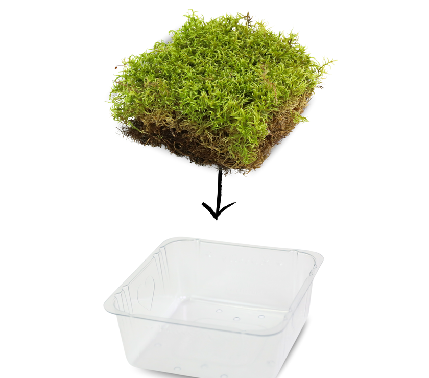 Natural Canadian Forest Moss - Revita-Moss (Pleurozium schreberi)