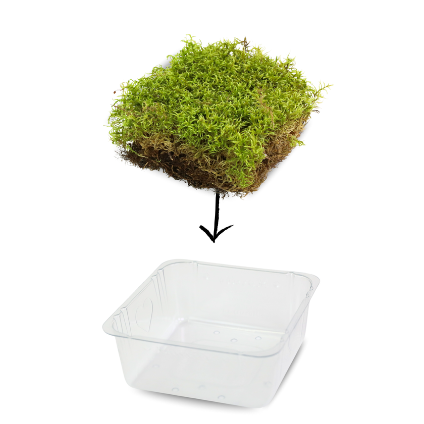 Natural Canadian Forest Moss - Revita-Moss (Pleurozium schreberi)