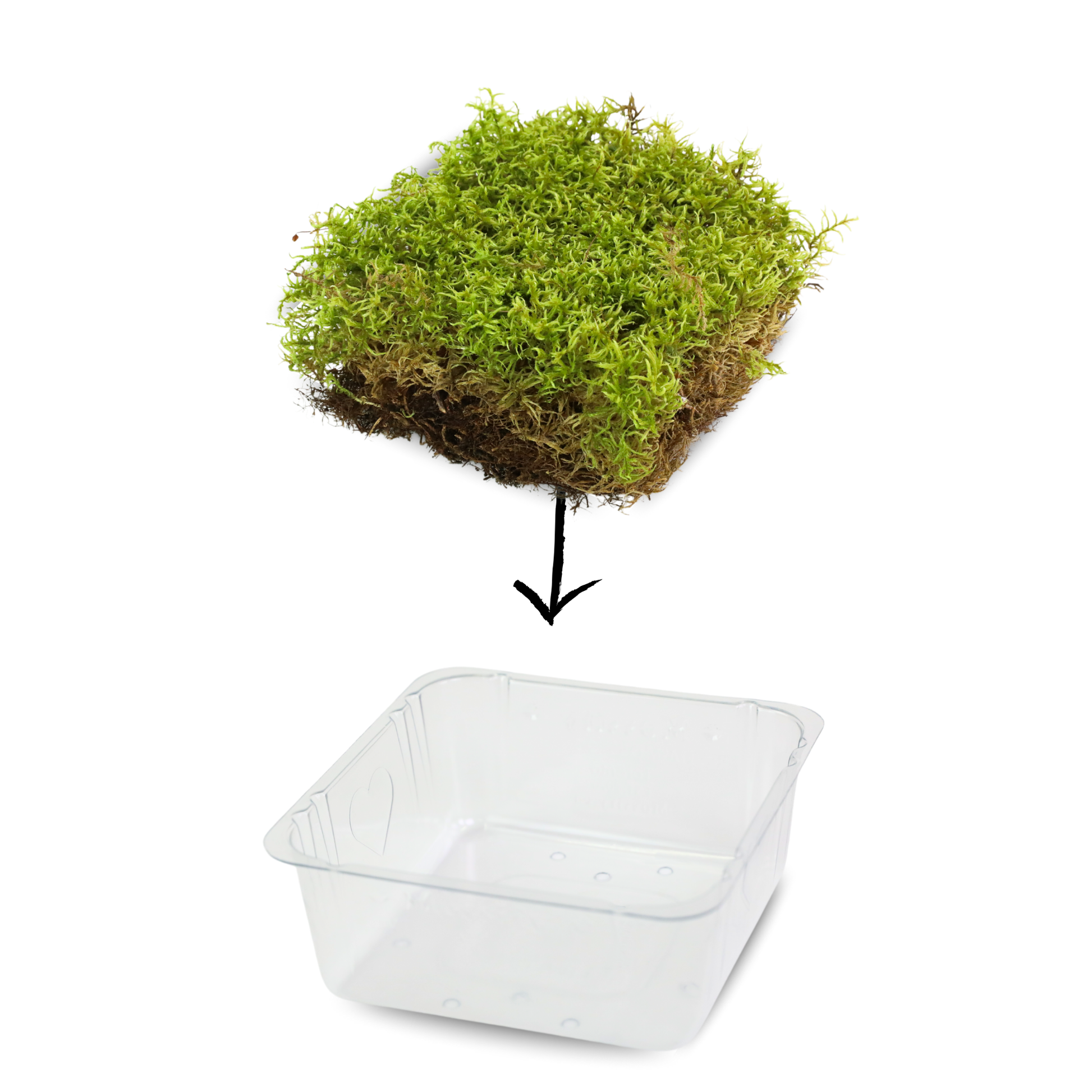 Natural Canadian Forest Moss - Revita-Moss (Pleurozium schreberi) Mossify product_type art-noise.myshopify.com natural-canadian-forest-moss-revita-moss-pleurozium-schreberi