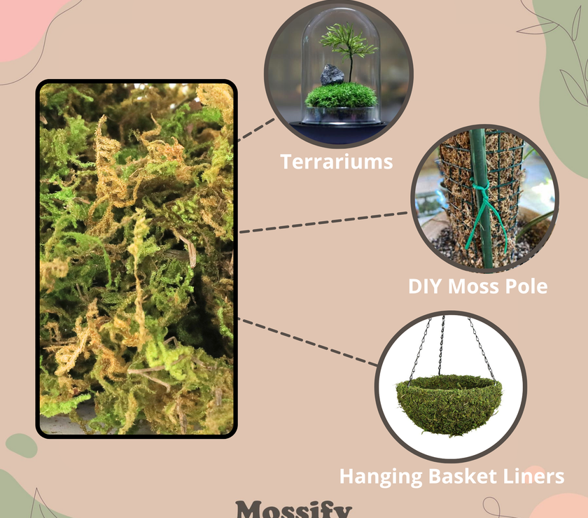 Premium Natural Forest Moss