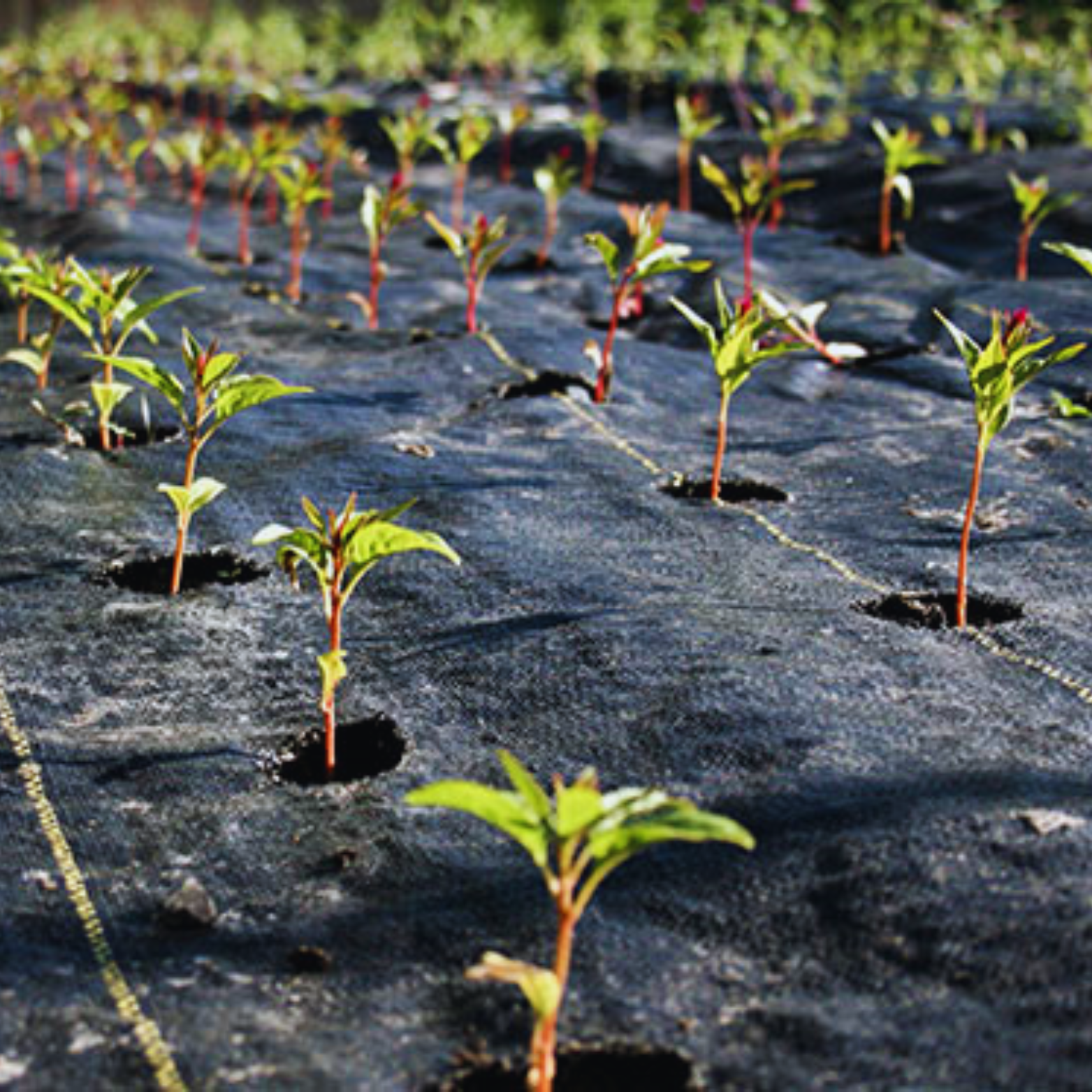 Byson Woven Landscaping / Weed Control Fabrics