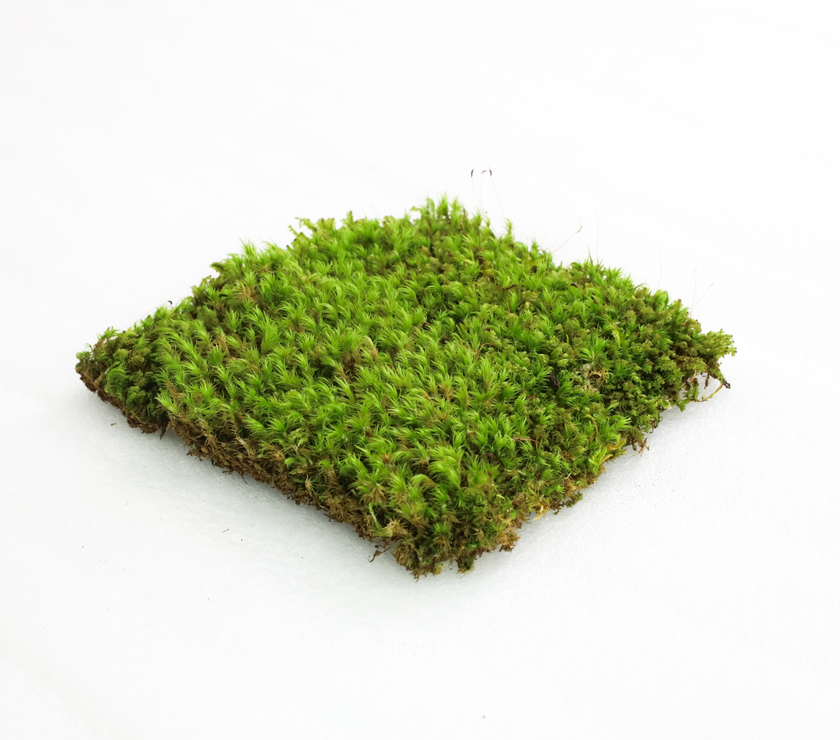 Mood Moss - Revita-Moss (Dicranum)