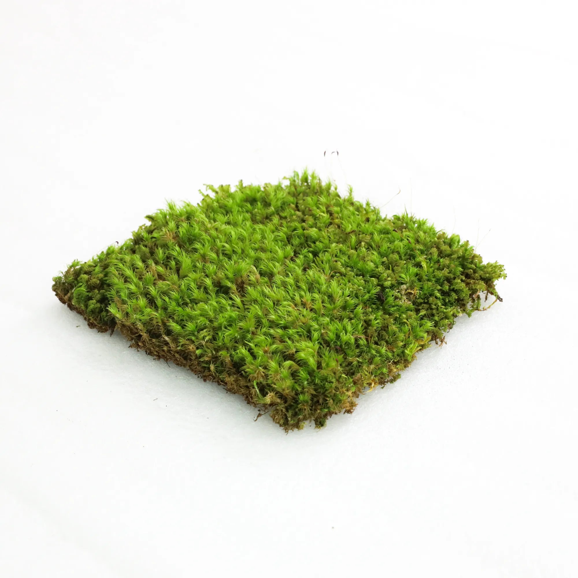 Mood Moss - Revita-Moss (Dicranum) Mossify product_type art-noise.myshopify.com mood-moss-revita-moss-dicranum Mood Moss - Revita-Moss (Dicranum) Mossify  art-noise.myshopify.com mood-moss-revita-moss-dicranum