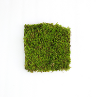 Mood Moss - Revita-Moss (Dicranum)