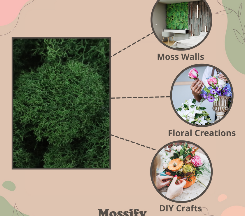 Premium Preserved Reindeer Moss