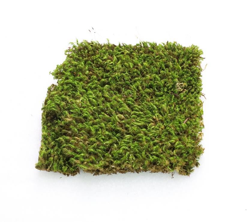 Mood Moss - Revita-Moss (Dicranum)