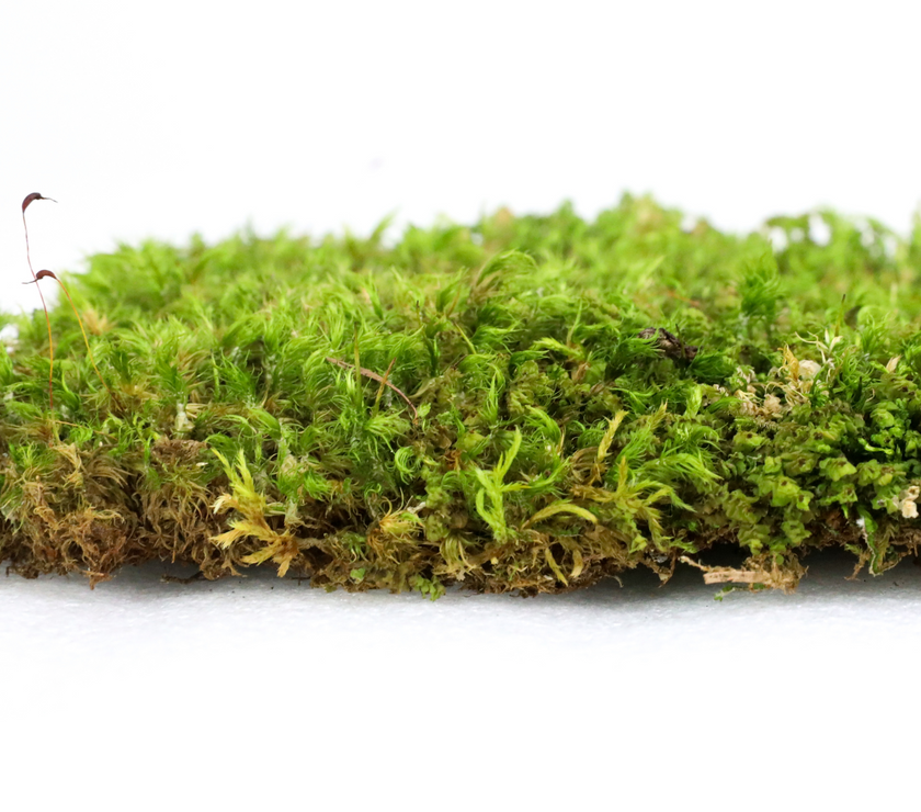 Mood Moss - Revita-Moss (Dicranum)