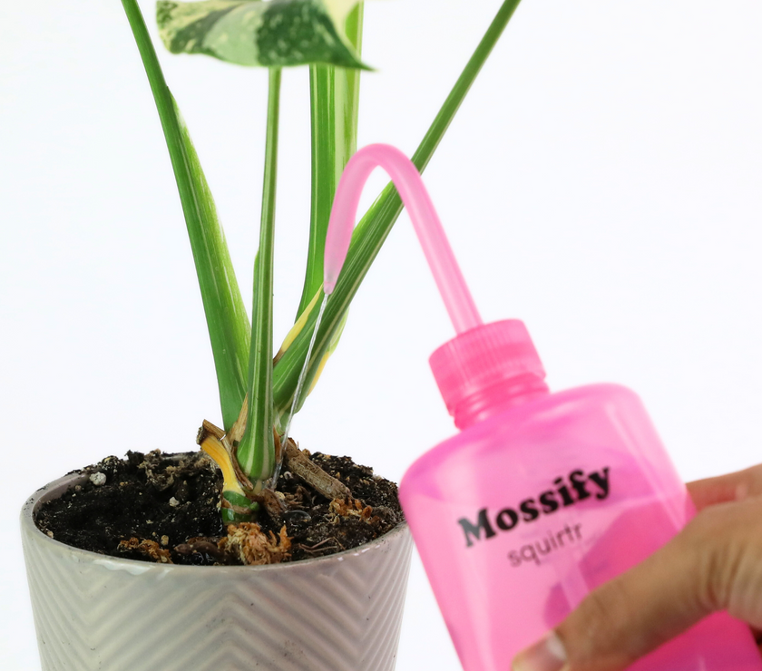 Mossify squirtr