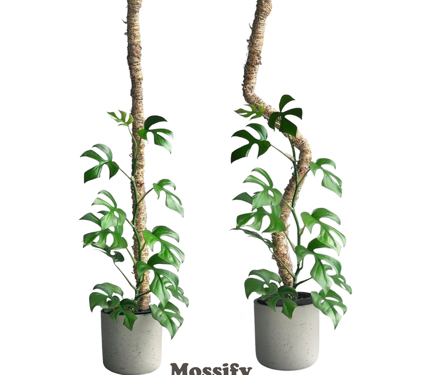 The Original Bendable Moss Pole™ - Best Seller (Pins Included)