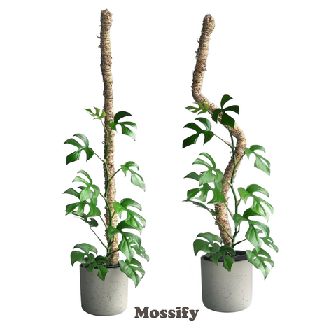 The Original Bendable Moss Pole™ - Best Seller (Pins Included) Mossify Accessories art-noise.myshopify.com the-original-bendable-moss-pole-best-seller-pins-included-1