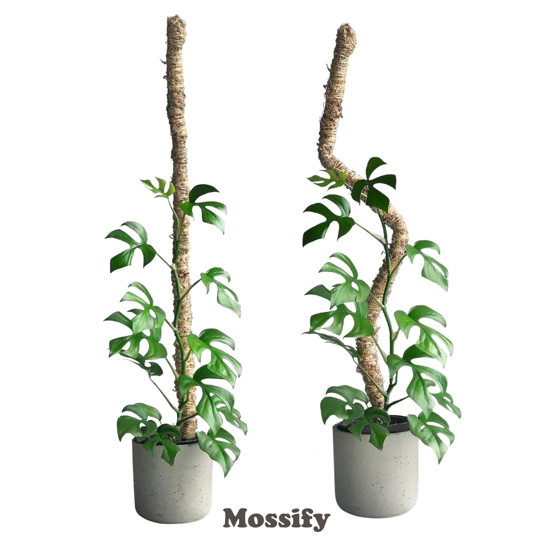 The Original Bendable Moss Pole™ - Best Seller (Pins Included) Mossify Accessories art-noise.myshopify.com the-original-bendable-moss-pole-best-seller-pins-included-1 The Original Bendable Moss Pole™ - Best Seller (Pins Included) Mossify Accessories art-noise.myshopify.com the-original-bendable-moss-pole-best-seller-pins-included-1