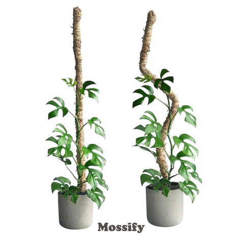 The Original Bendable Moss Pole™ - Best Seller (Pins Included) Mossify Accessories art-noise.myshopify.com the-original-bendable-moss-pole-best-seller-pins-included-1 The Original Bendable Moss Pole™ - Best Seller (Pins Included) Mossify Accessories art-noise.myshopify.com the-original-bendable-moss-pole-best-seller-pins-included-1