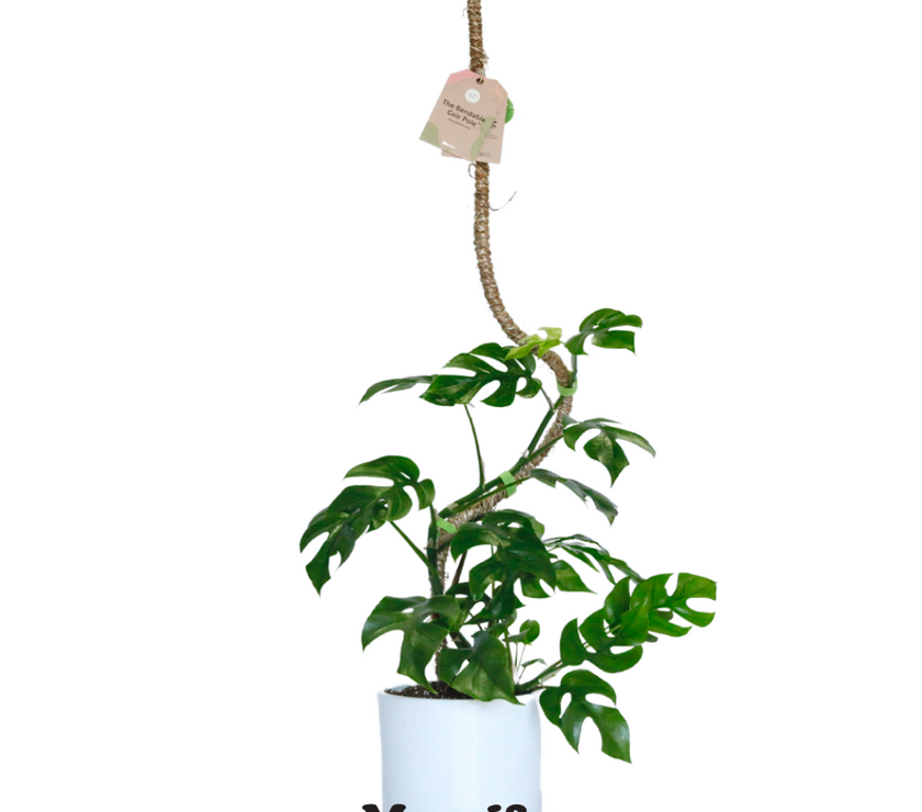 The Original Bendable Coir Pole™ - Best Seller (Tape Included)