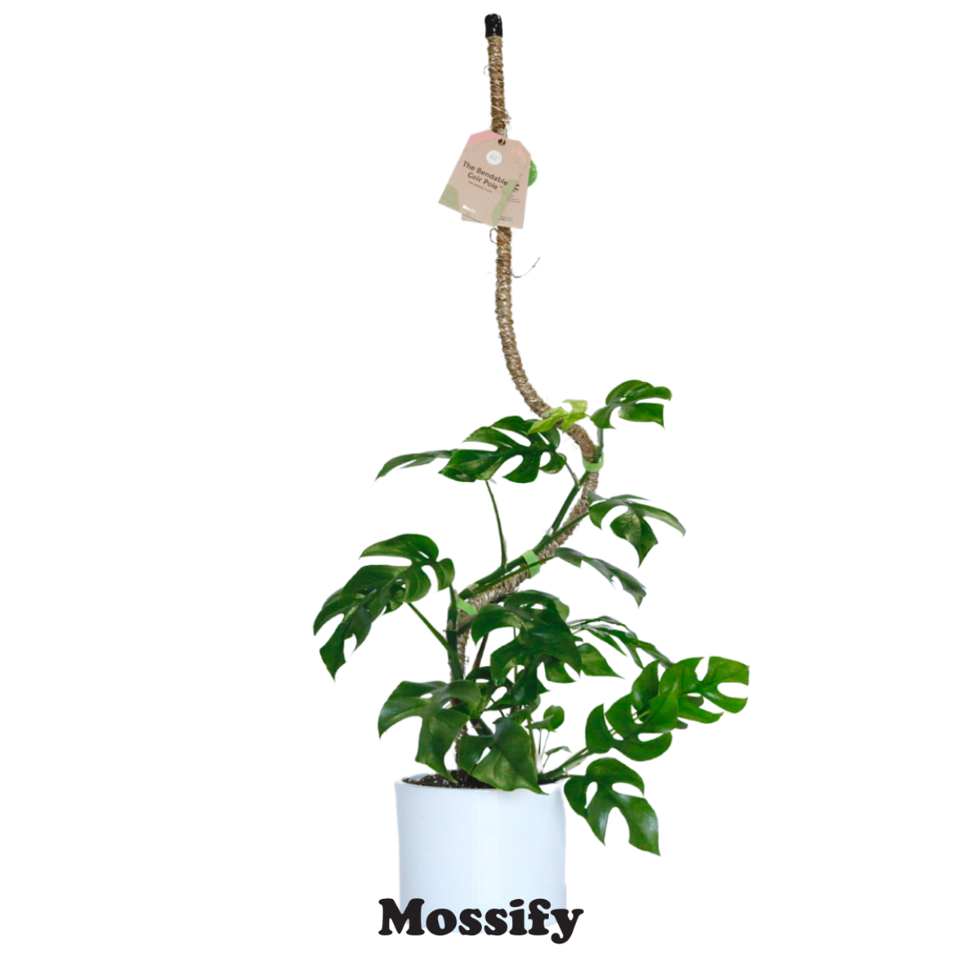 The Original Bendable Coir Pole™ - Best Seller (Tape Included) Mossify Accessories art-noise.myshopify.com the-original-bendable-coir-pole-best-seller-tape-included-1