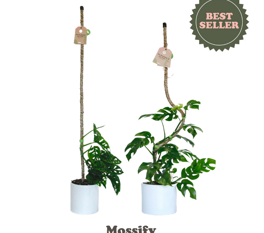 The Original Bendable Coir Pole™ - Best Seller (Tape Included)