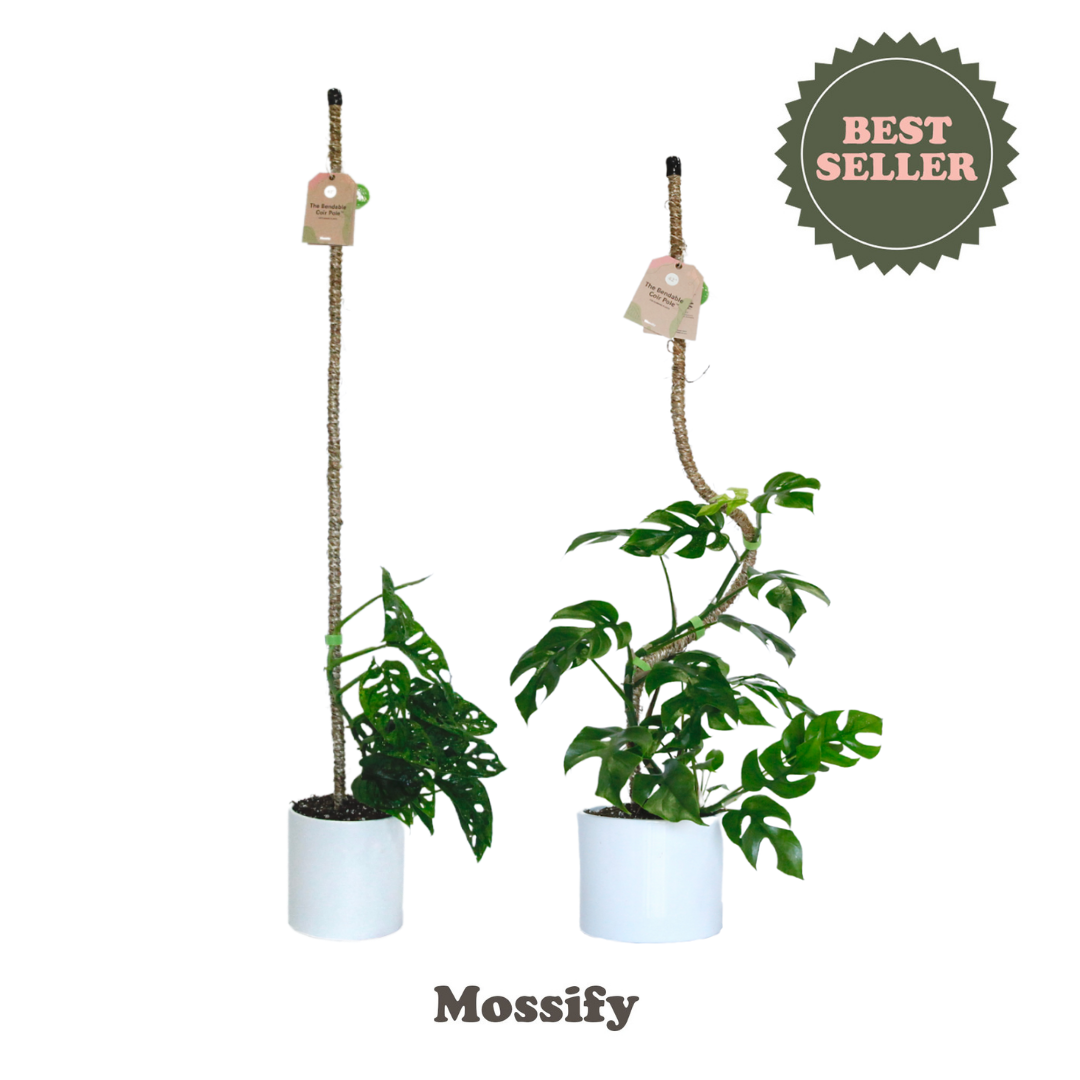 The Original Bendable Coir Pole™ - Best Seller (Tape Included) Mossify Accessories art-noise.myshopify.com the-original-bendable-coir-pole-best-seller-tape-included-1