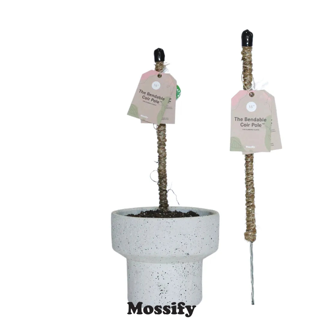 The Original Bendable Coir Pole™ - Best Seller (Tape Included) Mossify Accessories art-noise.myshopify.com the-original-bendable-coir-pole-best-seller-tape-included-1 The Original Bendable Coir Pole™ - Best Seller (Tape Included) Mossify Accessories art-noise.myshopify.com the-original-bendable-coir-pole-best-seller-tape-included-1