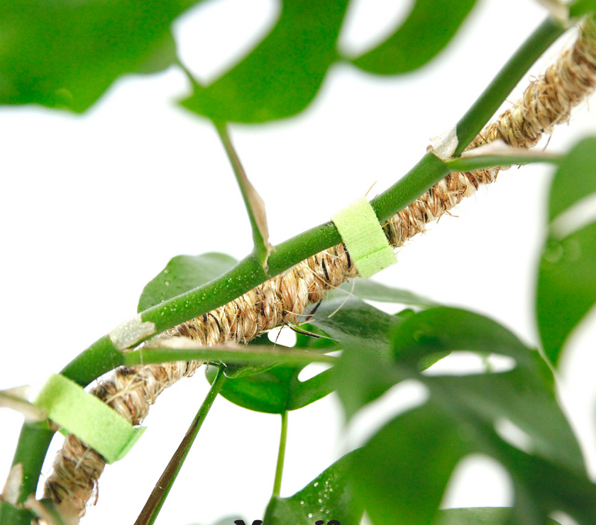 The Original Bendable Coir Pole™ - Best Seller (Tape Included)