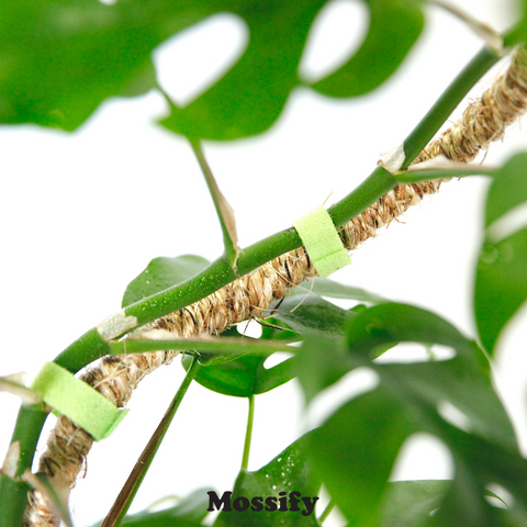 The Original Bendable Coir Pole™ - Best Seller (Tape Included) Mossify Accessories art-noise.myshopify.com the-original-bendable-coir-pole-best-seller-tape-included-1