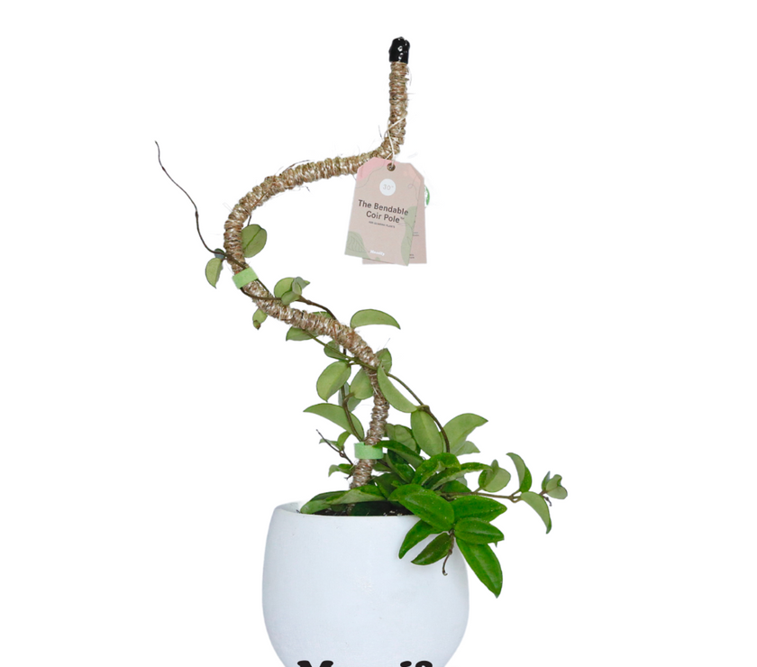 The Original Bendable Coir Pole™ - Best Seller (Tape Included)