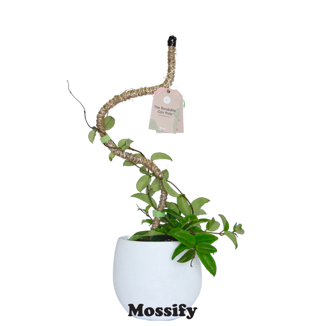 The Original Bendable Coir Pole™ - Best Seller (Tape Included) Mossify Accessories art-noise.myshopify.com the-original-bendable-coir-pole-best-seller-tape-included-1