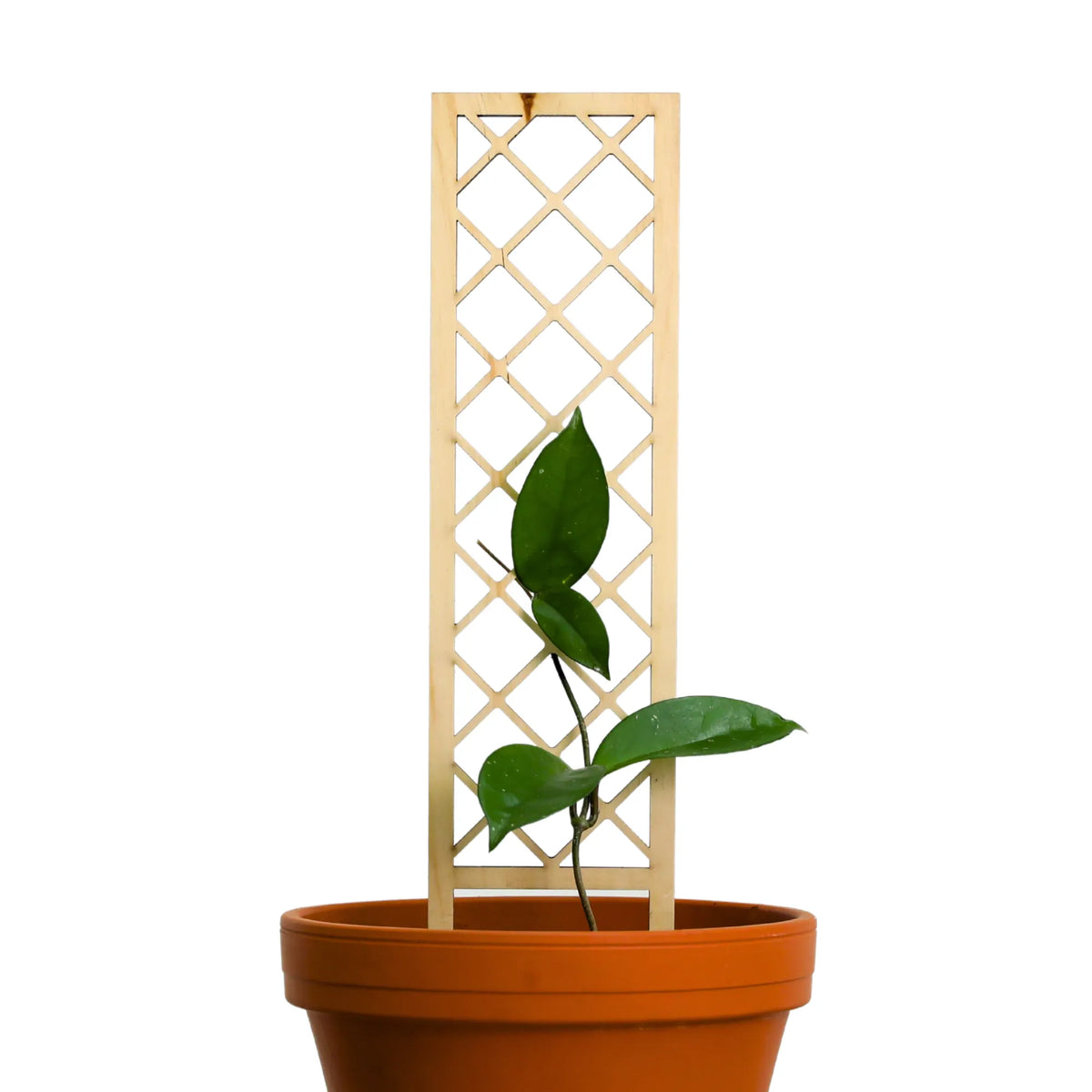 Cross-Hatch Wooden Trellis | Art Noise
