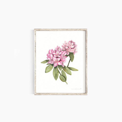 Rhododendron