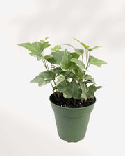 English Ivy Variegated