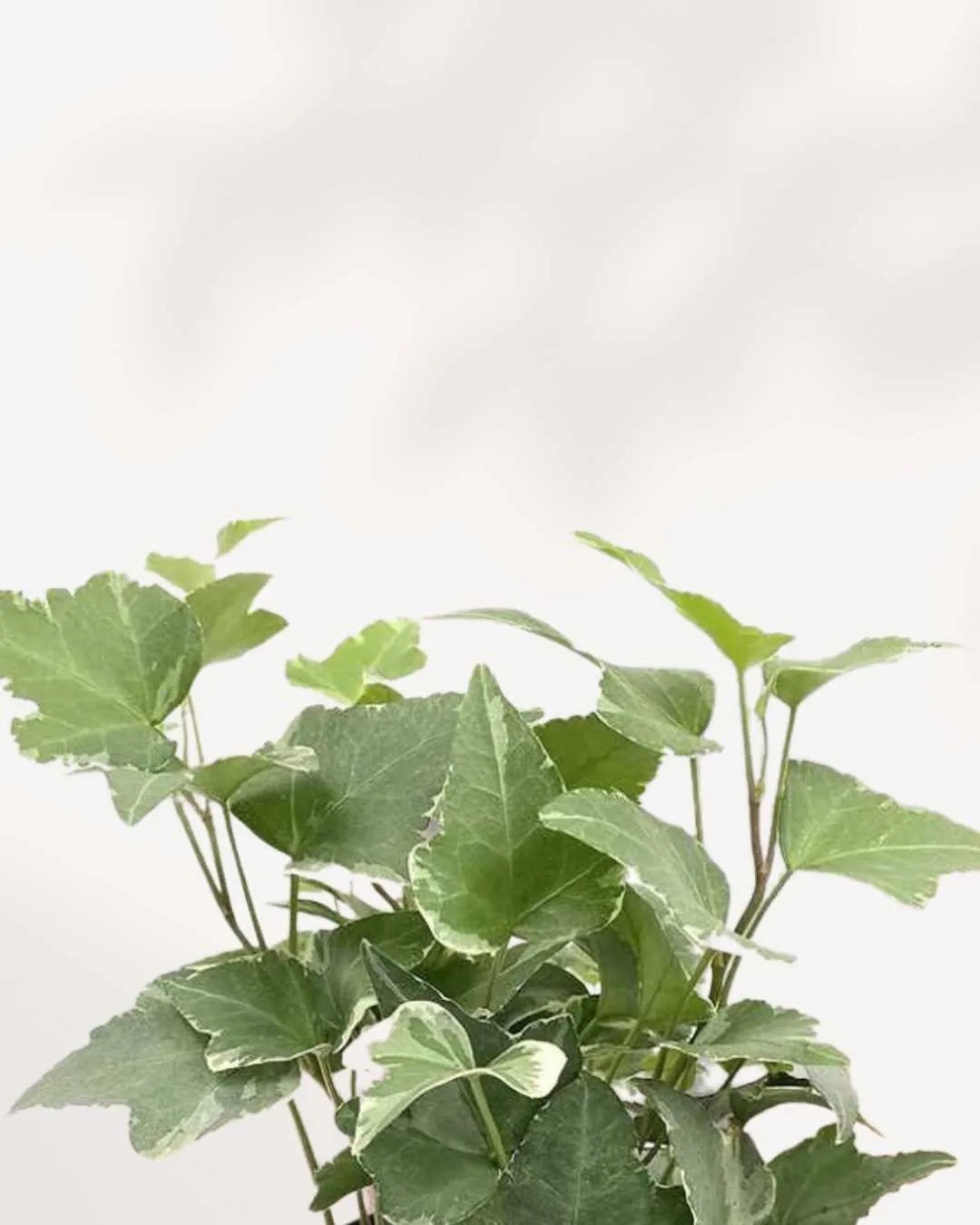 English Ivy Variegated Mygreenscape | Buy Plants Online Ivy art-noise.myshopify.com english-ivy-variegated English Ivy Variegated Mygreenscape | Buy Plants Online Ivy art-noise.myshopify.com english-ivy-variegated