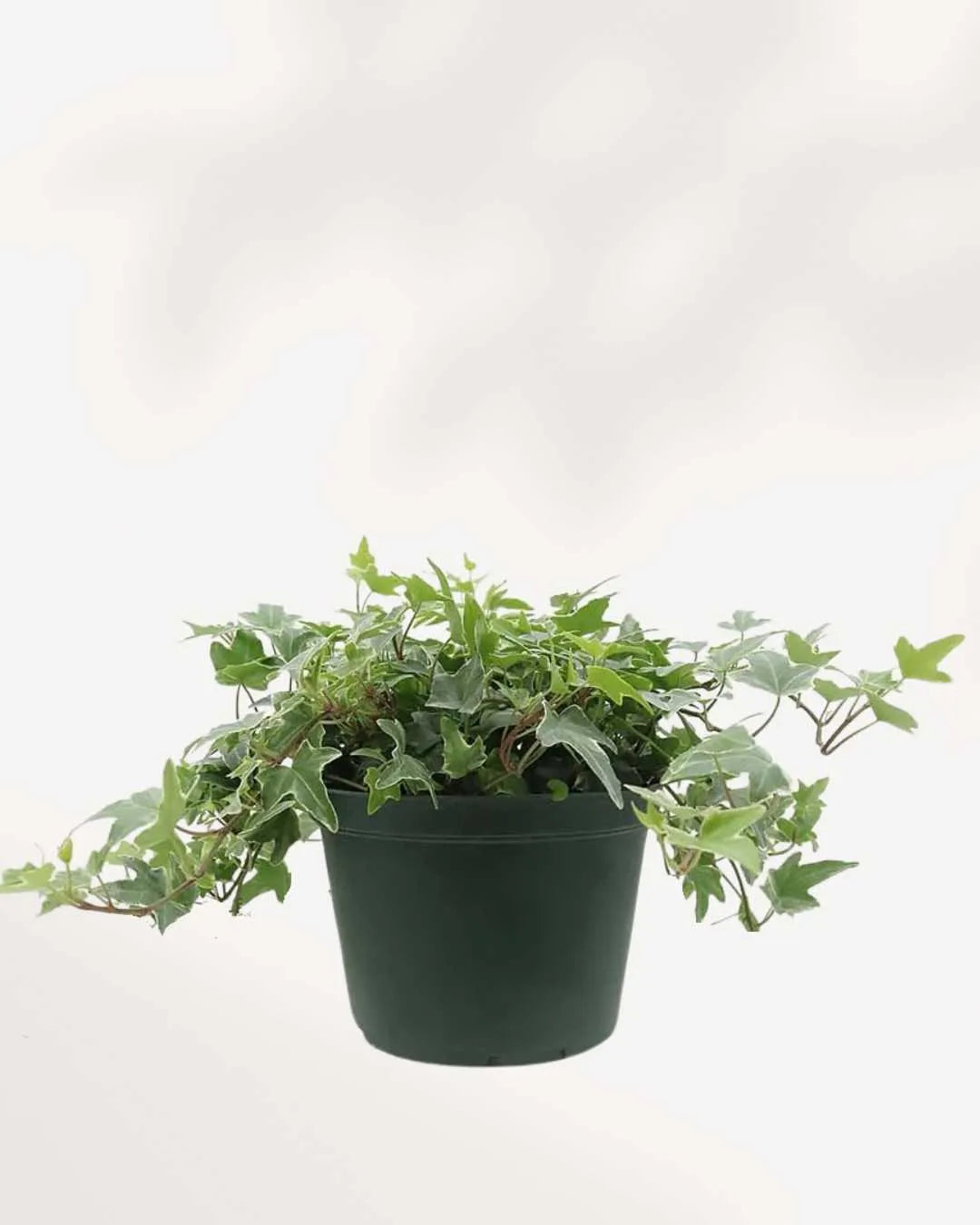 English Ivy Variegated Mygreenscape | Buy Plants Online Ivy art-noise.myshopify.com english-ivy-variegated English Ivy Variegated Mygreenscape | Buy Plants Online Ivy art-noise.myshopify.com english-ivy-variegated