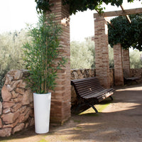 Ficus<br> Solar & Rechargeable