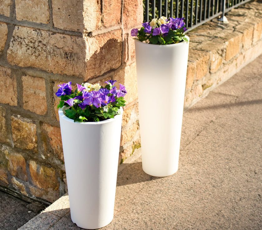 Ficus<br> Solar & Rechargeable