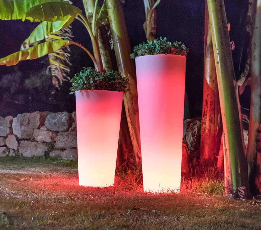 Ficus<br> Solar & Rechargeable