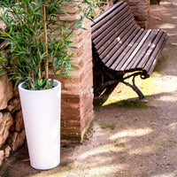 Ficus<br> Solar & Rechargeable