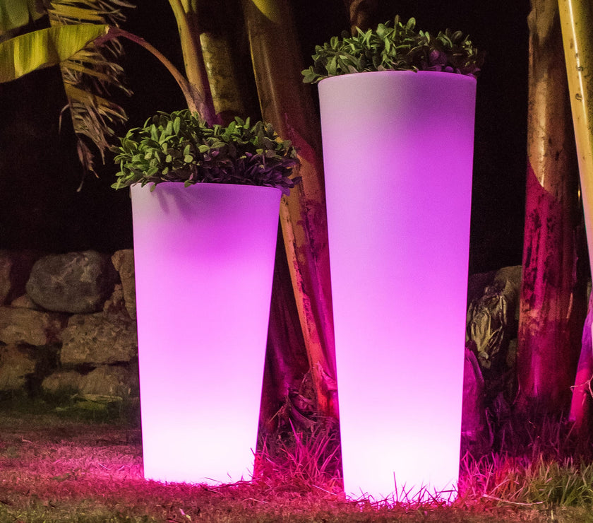 Ficus<br> Solar & Rechargeable