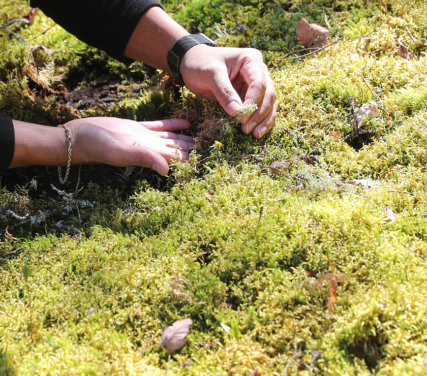 Natural Canadian Forest Moss - Revita-Moss (Pleurozium schreberi)