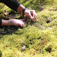 Natural Canadian Forest Moss - Revita-Moss (Pleurozium schreberi)