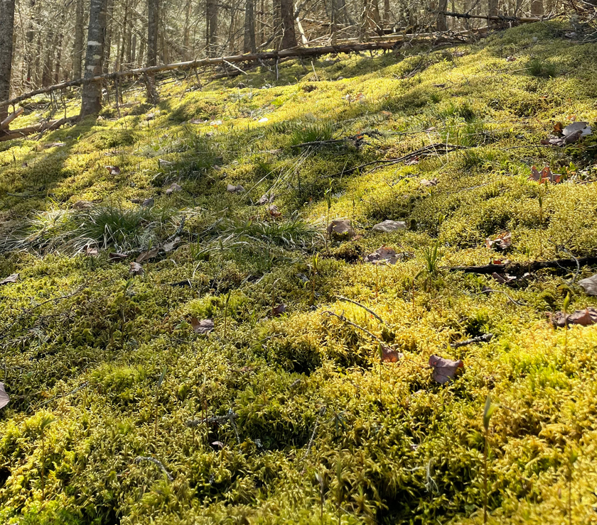 Natural Canadian Forest Moss - Revita-Moss (Pleurozium schreberi)