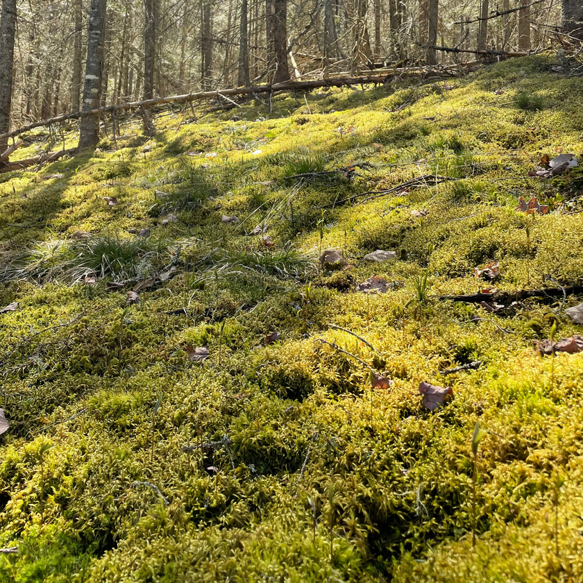 Natural Canadian Forest Moss - Revita-Moss (Pleurozium schreberi)