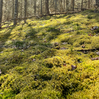 Natural Canadian Forest Moss - Revita-Moss (Pleurozium schreberi)