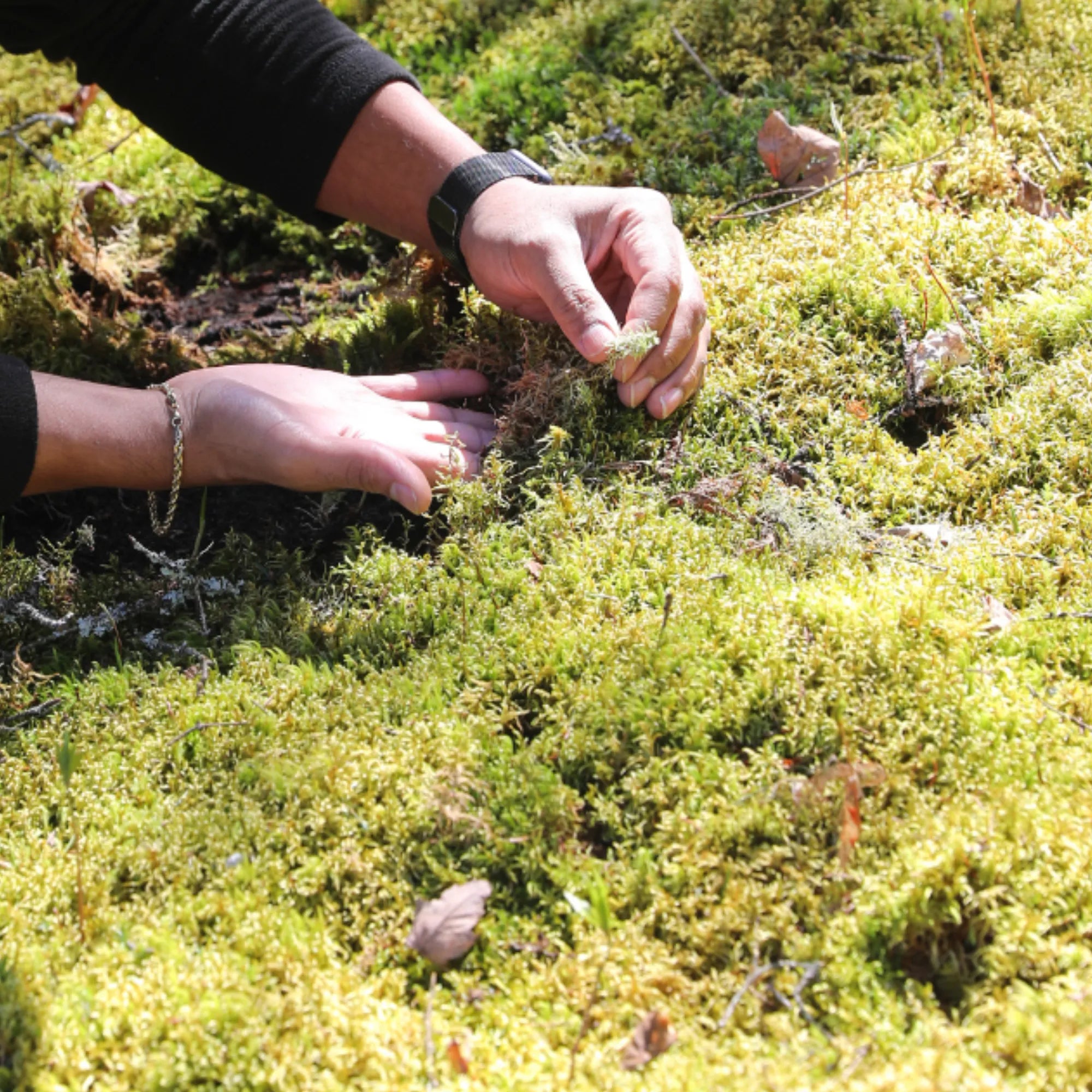 Natural Canadian Forest Moss - Revita-Moss (Pleurozium schreberi) Mossify product_type art-noise.myshopify.com natural-canadian-forest-moss-revita-moss-pleurozium-schreberi Natural Canadian Forest Moss - Revita-Moss (Pleurozium schreberi) Mossify  art-noise.myshopify.com natural-canadian-forest-moss-revita-moss-pleurozium-schreberi