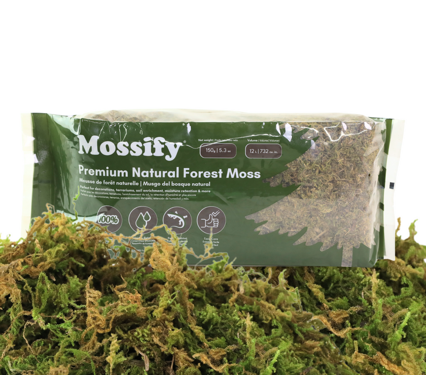 Premium Natural Forest Moss