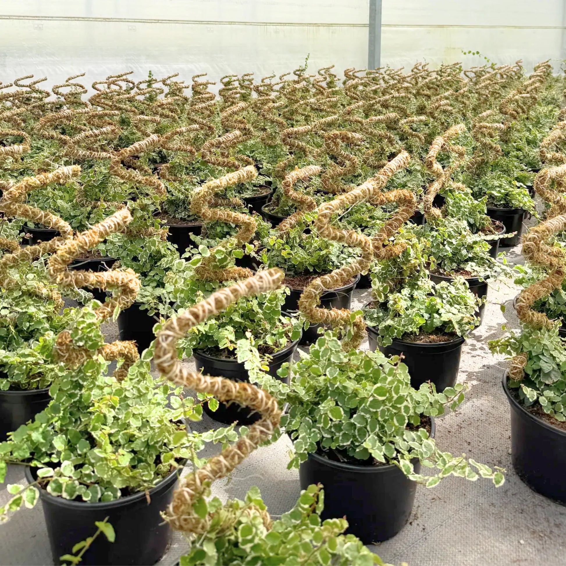 The Bendable Moss Pole™ 𝘛𝘏𝘐𝘕 Mossify Accessories art-noise.myshopify.com the-bendable-moss-pole™-𝘛𝘏𝘐𝘕 The Bendable Moss Pole™ 𝘛𝘏𝘐𝘕 Mossify Accessories art-noise.myshopify.com the-bendable-moss-pole™-𝘛𝘏𝘐𝘕