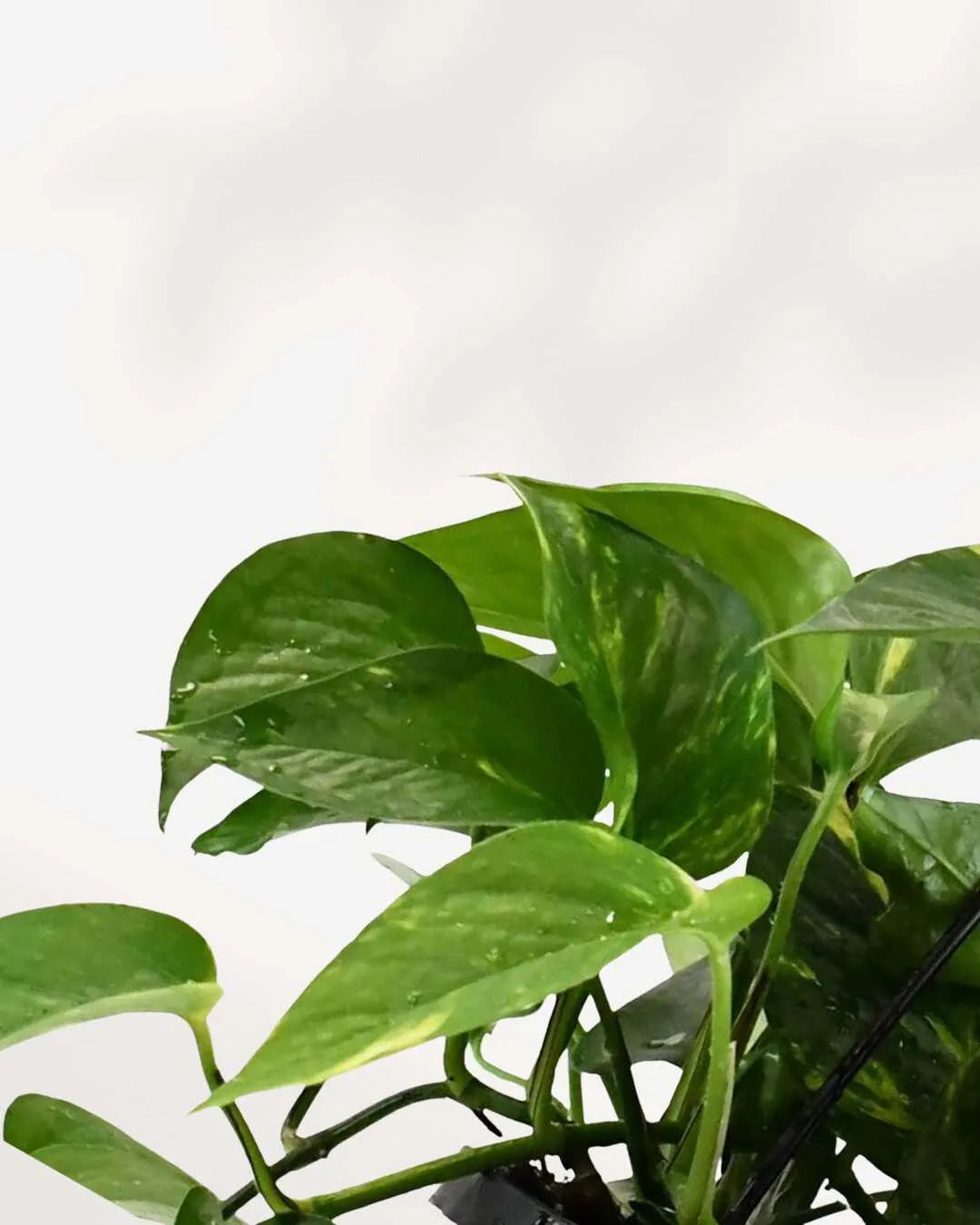 Pothos Golden - Epipremnum Aureum Golden Mygreenscape | Buy Plants Online Pothos art-noise.myshopify.com pothos-golden-epipremnum-aureum-golden Pothos Golden - Epipremnum Aureum Golden Mygreenscape | Buy Plants Online Pothos art-noise.myshopify.com pothos-golden-epipremnum-aureum-golden