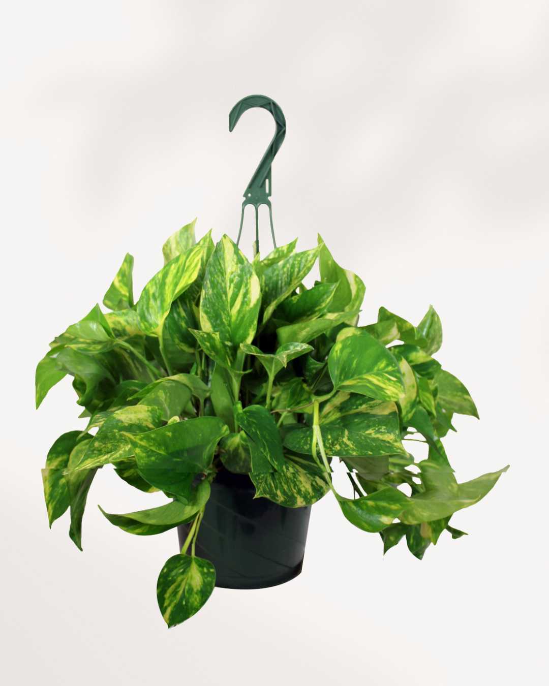 golden pothos online Golden Pothos Hanging Basket - Live Plant in an 8 Inch Hanging Basket - Epipremnum Aureum - Stunning Houseplant with Unique Foliage